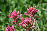 Wildflowers up close