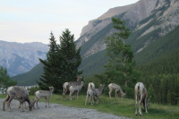 A group of female and baby bighorn sheep