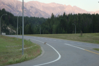 Coyote