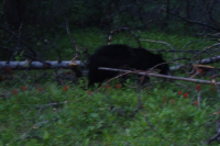 Black Bear