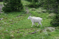 Mountain Goat in Glacier National Park