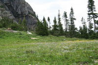 Mountain Goat in Glacier National Park