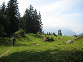 Biking in Grindelwald with the cows