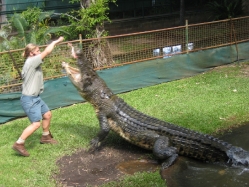 Feeding the crocodiles