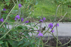 Humming bird