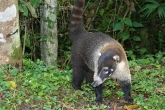 Funny animals near Arenal Volcano