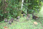 Funny animals near Arenal Volcano