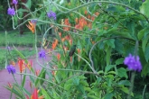 Humming bird