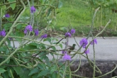 Humming bird