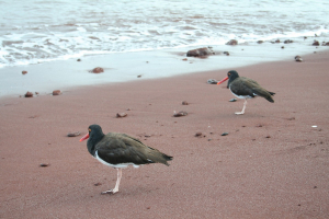 Galapagos birds