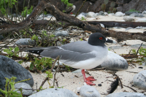 Galapagos birds