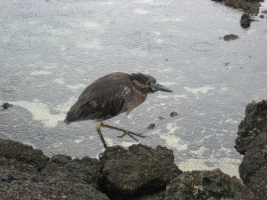 Galapagos birds