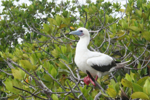 Red-footed Boobie