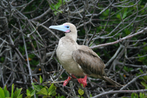 Red-footed Boobie