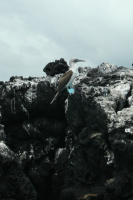 Blue-footed Boobie