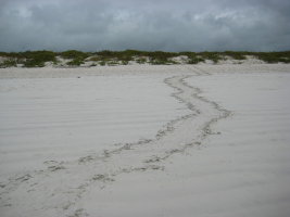 Sea turtle tracks
