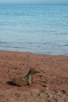 Baby sea lion