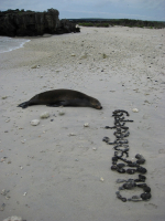 Lazy sea lions