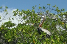 Galapagos bird