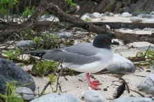 Galapagos birds