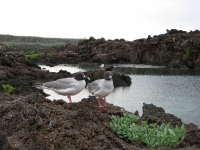 Galapagos birds