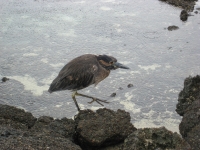 Galapagos birds