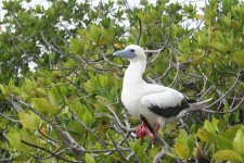 Red-footed Boobie