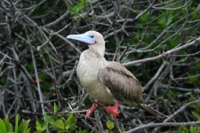 Red-footed Boobie