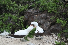 Nazca Boobie