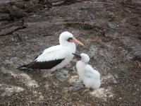 Nazca Boobie