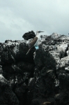 Blue-footed Boobie