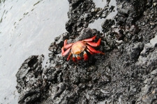 Galapagos Crabs