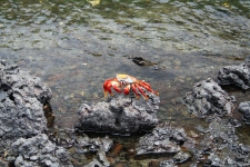 Galapagos Crabs