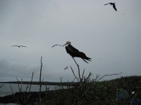 Frigate birds