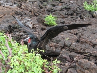 Frigate birds