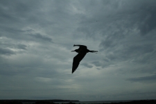 Frigate birds