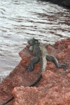 Iguana