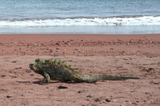 Iguana