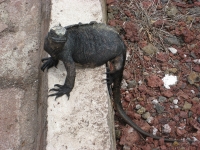 Iguana