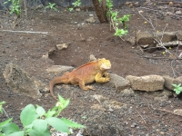 Iguana