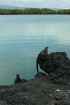 Iguana