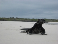 Iguana