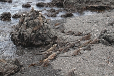 Iguanas Galore