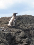 Galapagos penguin