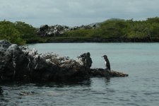 Galapagos penguin