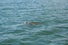 Sea turtle