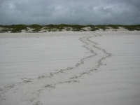 Sea turtle tracks