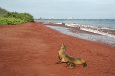 Sea lion mommy & cub