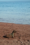 Baby sea lion