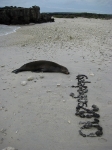 Lazy sea lions
